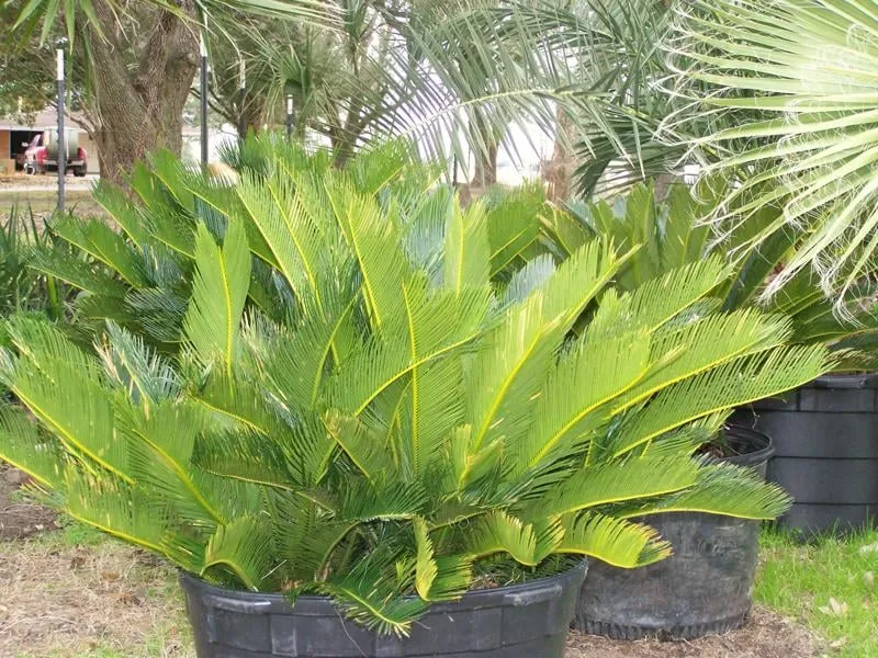 Reliable landscape design in Winnie, TX by Palms Of Paradise