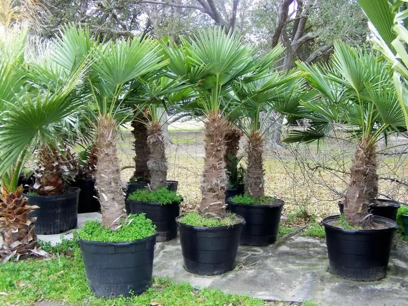 Affordable yard cleanup service in Winnie, TX - Palms Of Paradise