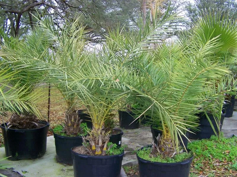 Custom landscape installation in Winnie, TX by Palms Of Paradise