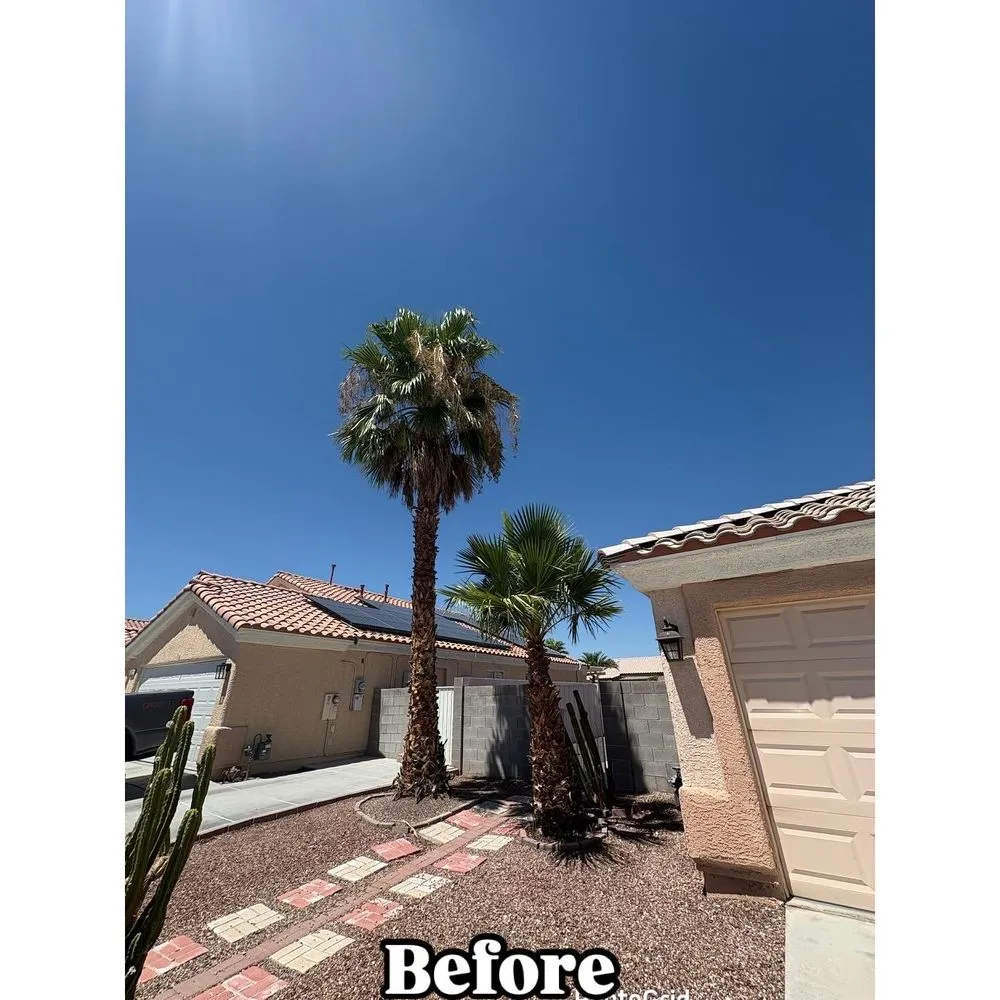 Reliable landscape installation in Las Vegas, NV - Palms Plus Services