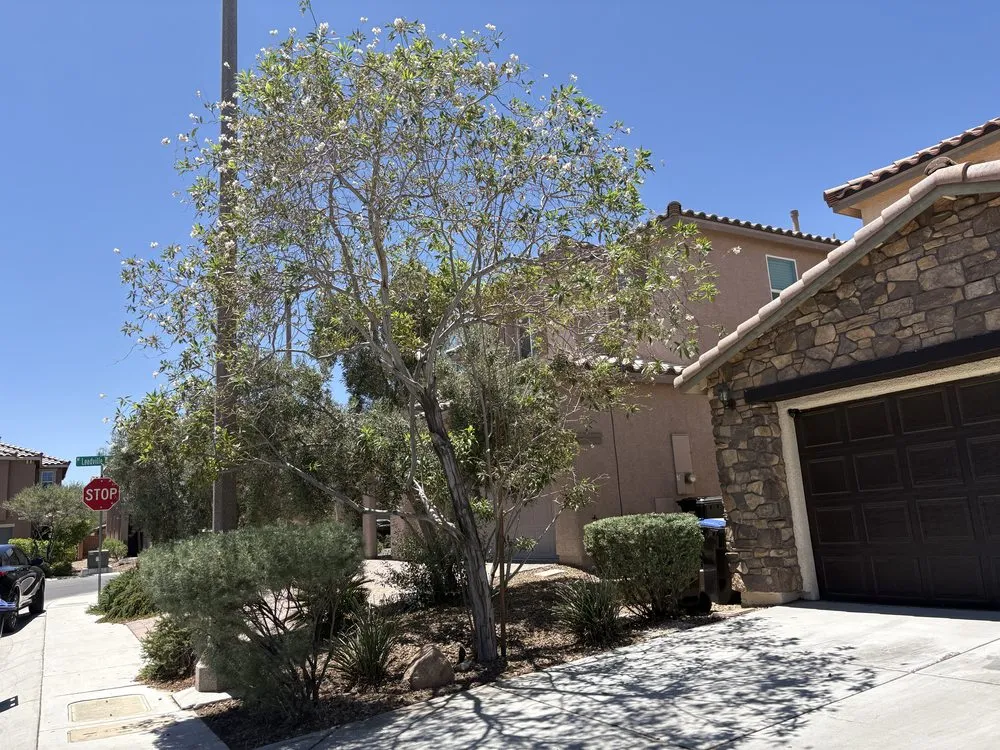 Reliable landscape installation in Las Vegas, NV by Palms Plus Services