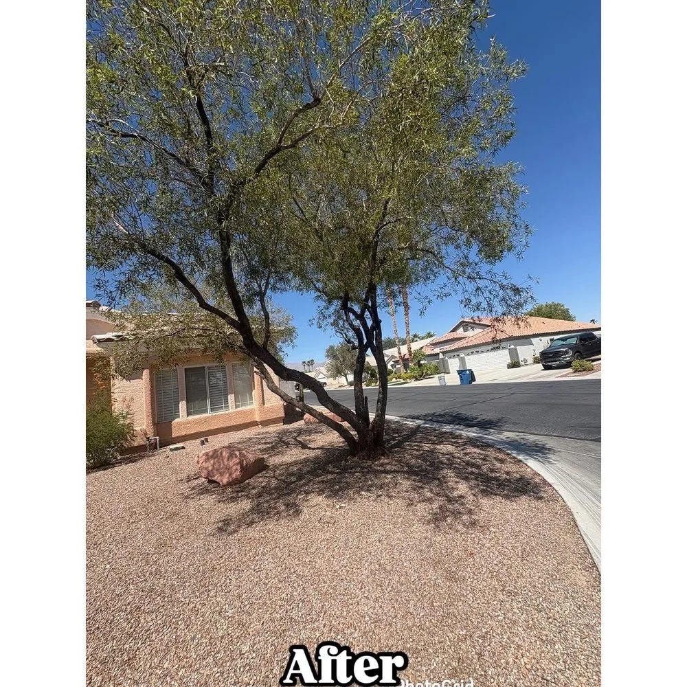 Custom landscape installation in Las Vegas, NV by Palms Plus Services