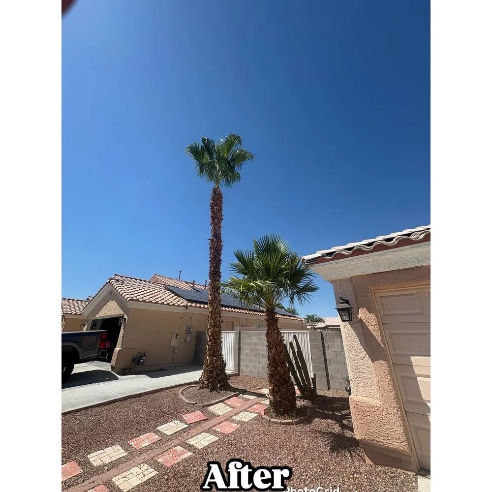Local landscape installation for outdoor upgrades in Las Vegas, NV by Palms Plus Services