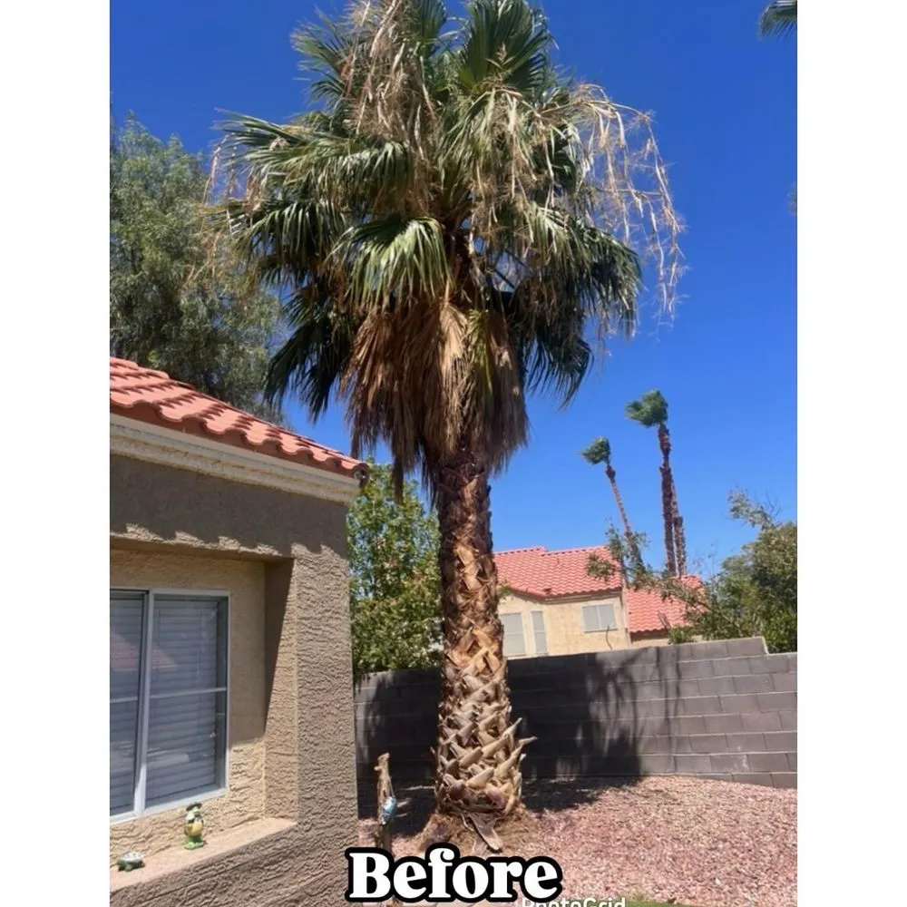 Local landscape design experts serving Las Vegas, NV - Palms Plus Services