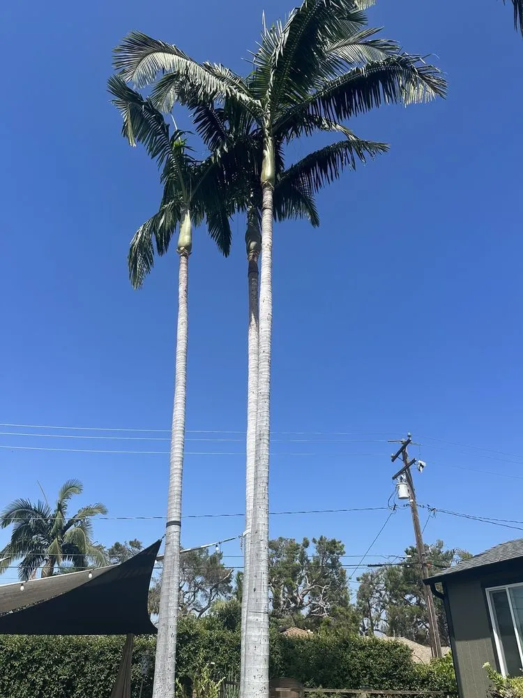 Custom yard cleanup service with custom design in Gardena, CA by Palms Tree Care