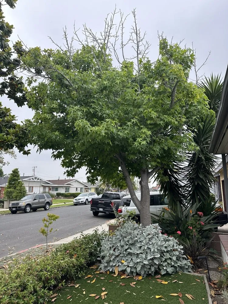 Affordable landscape design for beautiful yards in Gardena, CA by Palms Tree Care