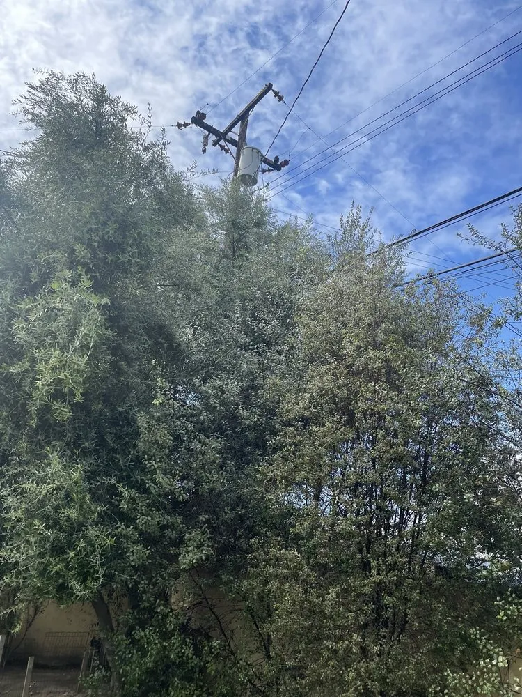 Top-rated yard maintenance in Gardena, CA by Palms Tree Care