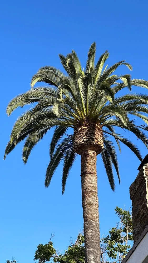 Affordable garden landscaping for residential properties in Gardena, CA by Palms Tree Care