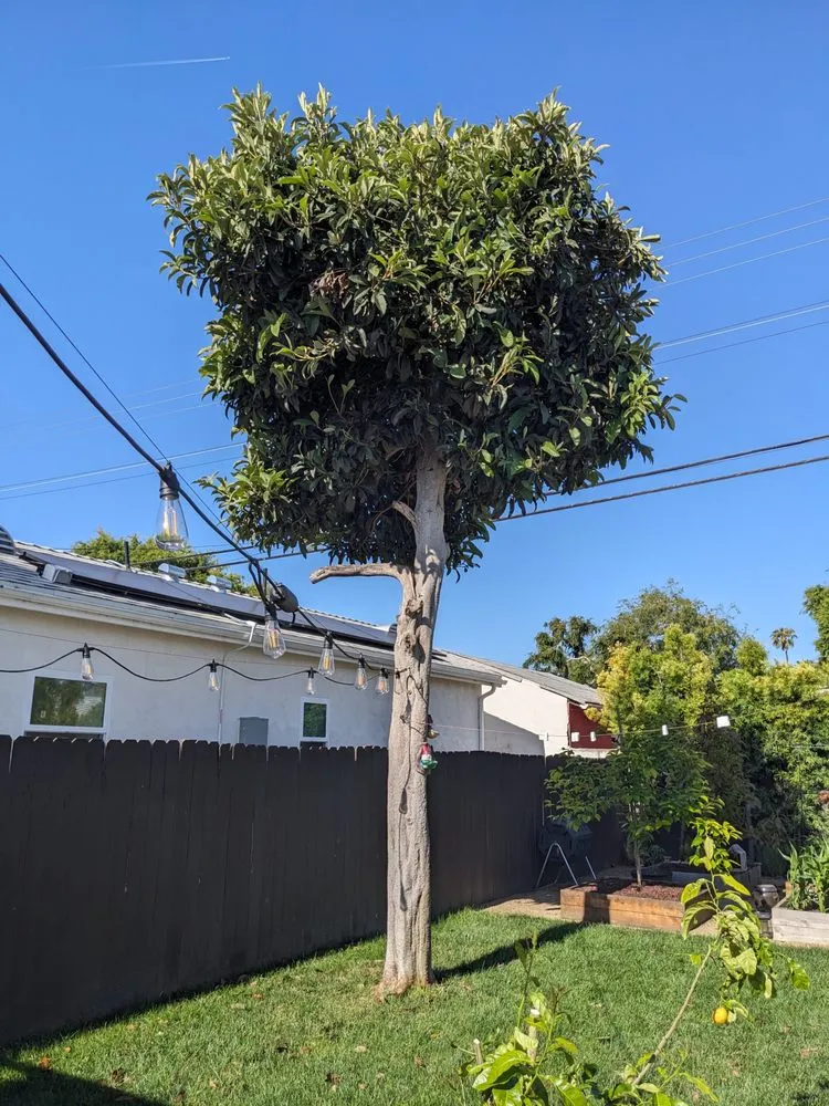 Trusted garden landscaping in Gardena, CA by Palms Tree Care