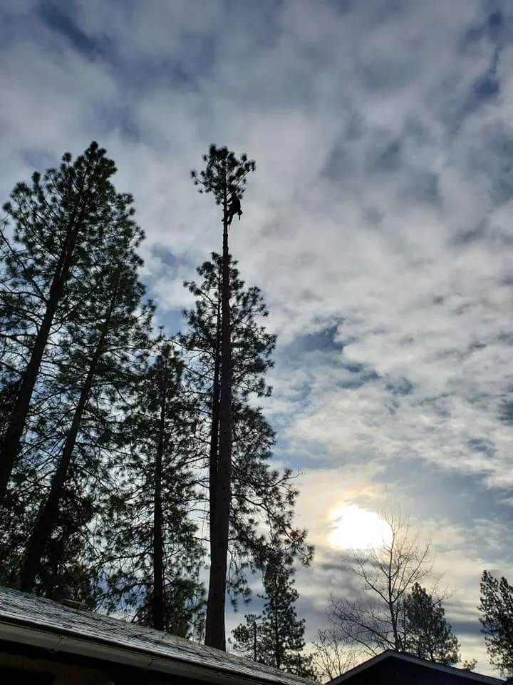 Expert landscape design for residential properties across Deer Park, WA - Palms Tree Service & Landscaping