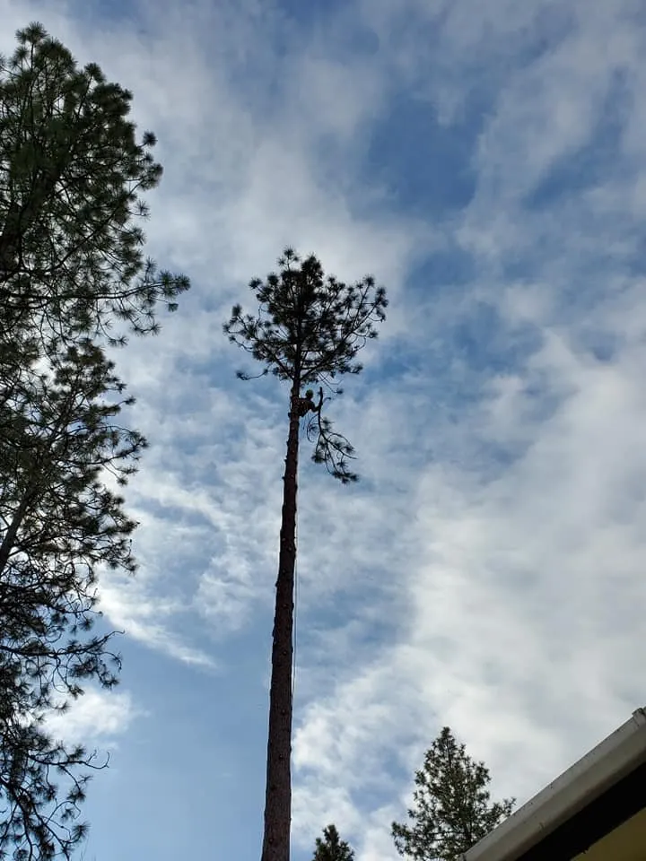 Affordable landscape installation with custom design in Deer Park, WA by Palms Tree Service & Landscaping