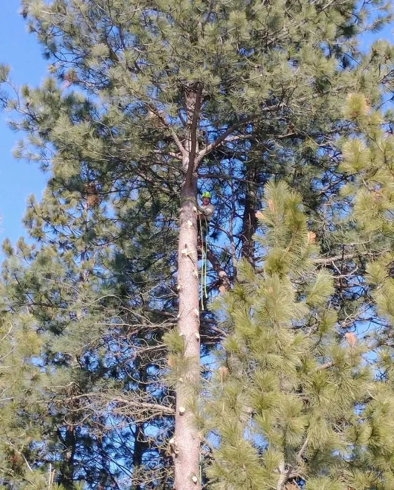 Top-rated yard cleanup service experts serving Deer Park, WA - Palms Tree Service & Landscaping