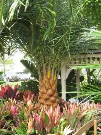 Reliable lawn mowing service in Riverview, FL by Palmscapes