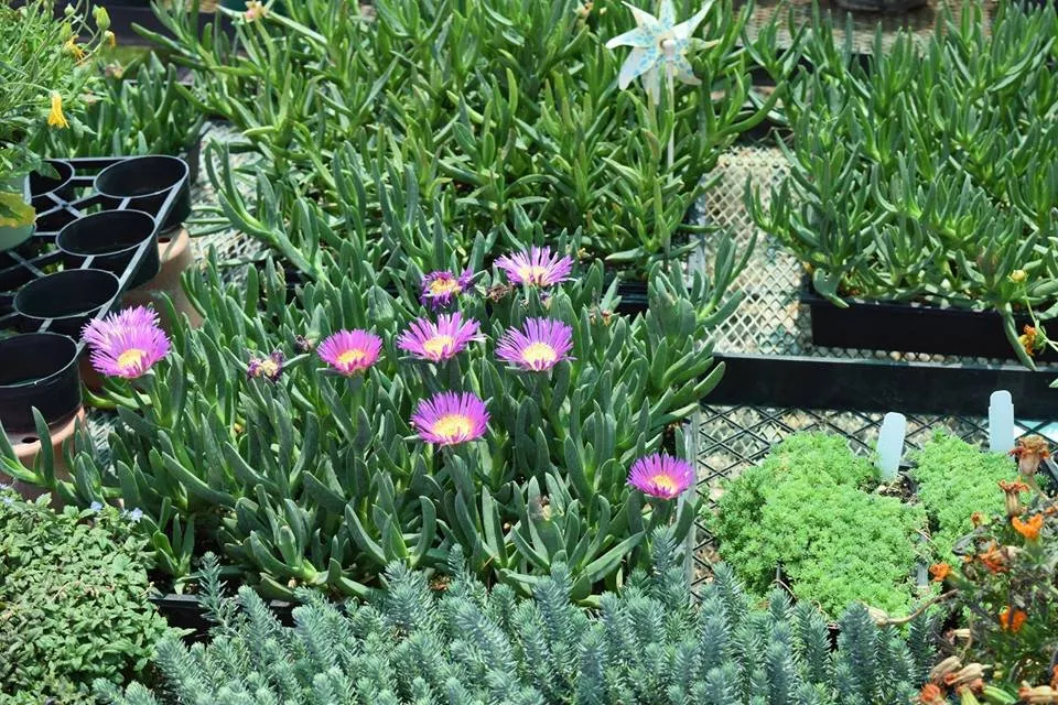 Expert yard maintenance for residential properties across Apple Valley, CA - Palo Verde Nursery