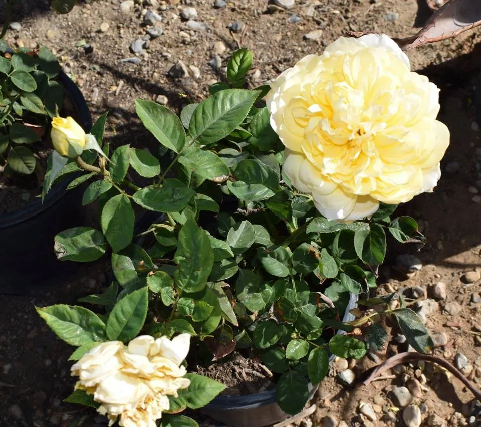 Top-rated landscape design in Apple Valley, CA by Palo Verde Nursery