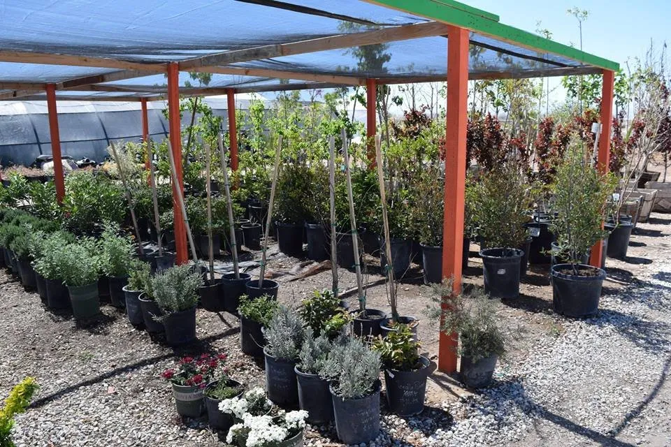 Top-rated landscape design in Apple Valley, CA by Palo Verde Nursery