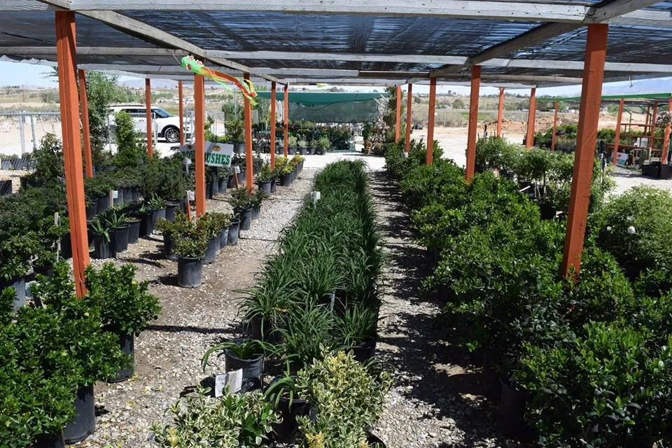 Trusted yard maintenance for residential properties in Apple Valley, CA by Palo Verde Nursery