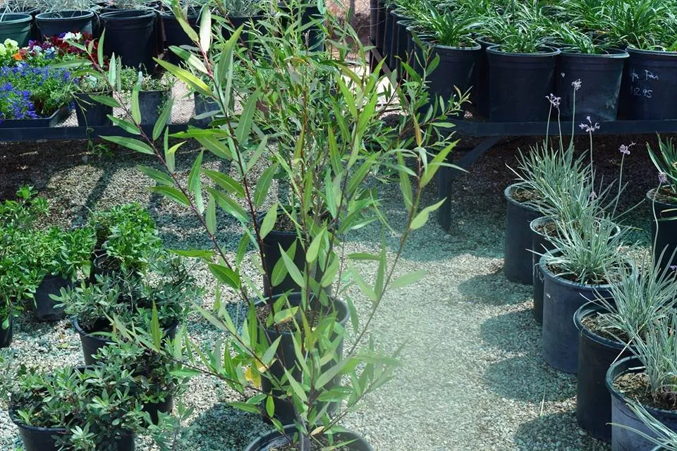 Expert outdoor landscaping experts serving Apple Valley, CA - Palo Verde Nursery