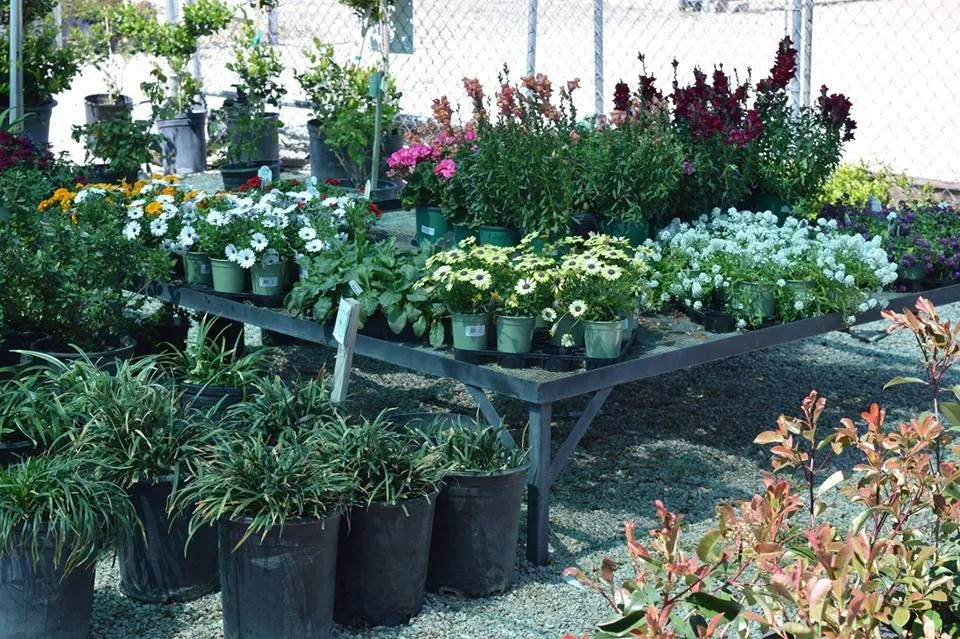 Expert yard cleanup service in Apple Valley, CA - Palo Verde Nursery