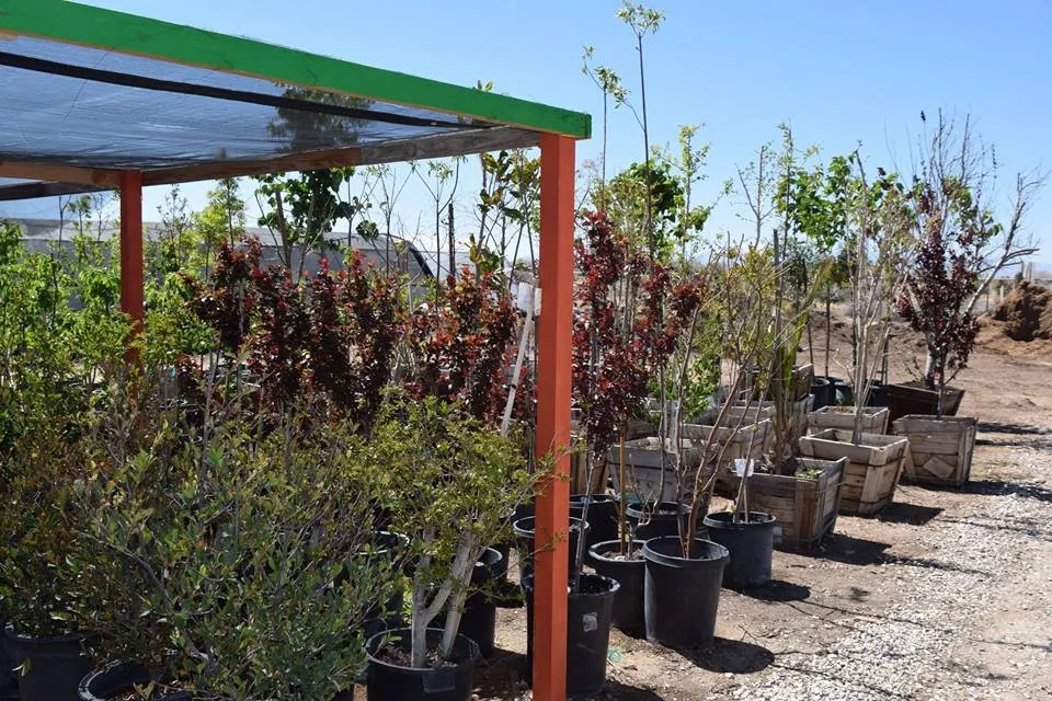 Reliable lawn mowing service for beautiful yards across Apple Valley, CA - Palo Verde Nursery