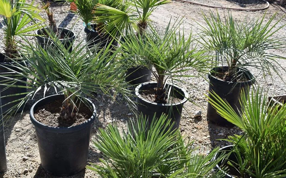 Trusted yard maintenance for year-round maintenance across Apple Valley, CA - Palo Verde Nursery