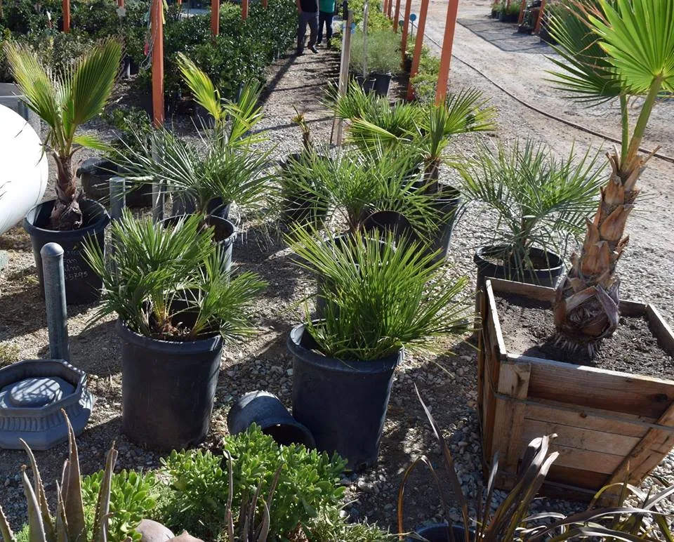 Local outdoor landscaping with custom design in Apple Valley, CA by Palo Verde Nursery