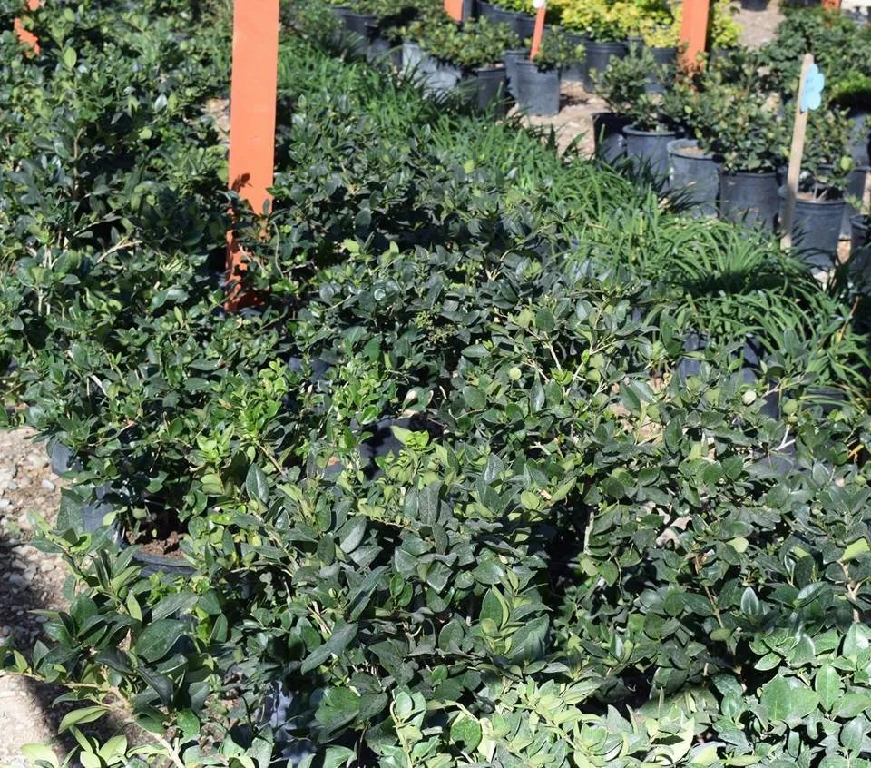 Reliable landscape installation with custom design in Apple Valley, CA by Palo Verde Nursery