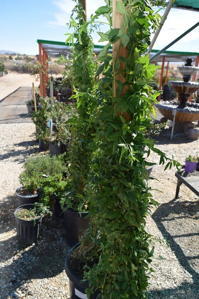 Local landscaping services in Apple Valley, CA - Palo Verde Nursery