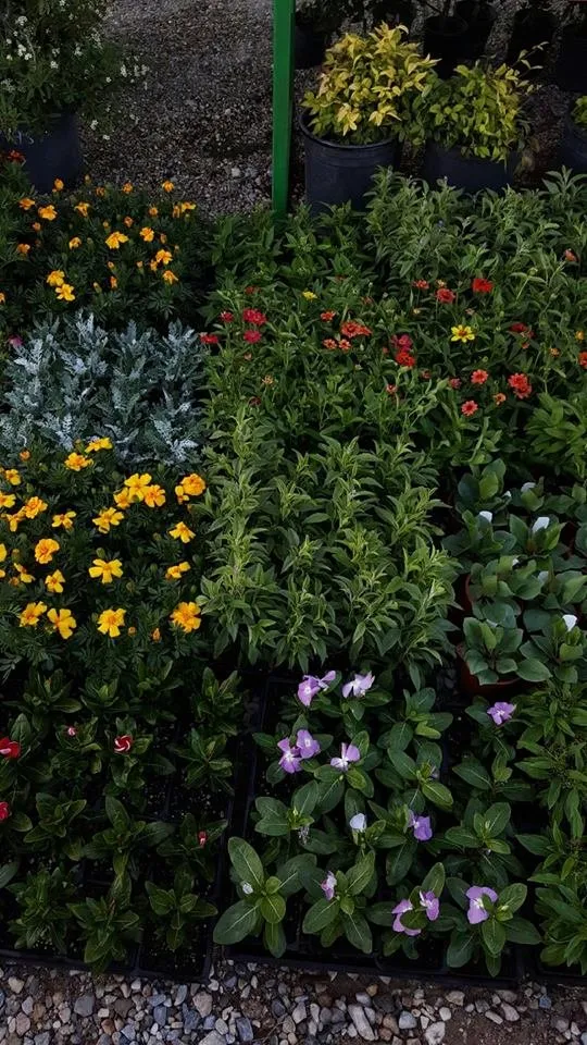 Expert landscape installation in Apple Valley, CA by Palo Verde Nursery