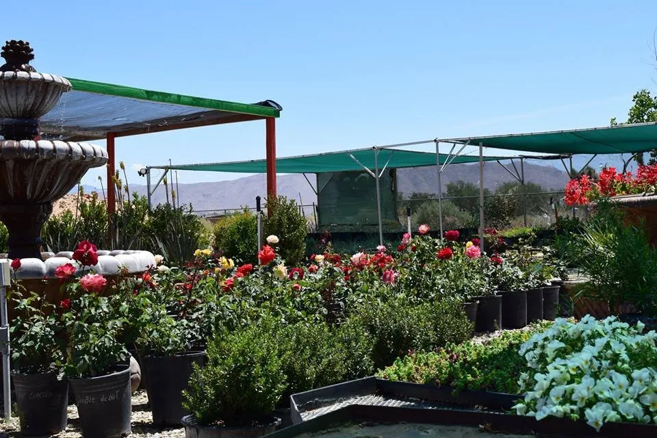 Affordable yard cleanup service with custom design across Apple Valley, CA - Palo Verde Nursery