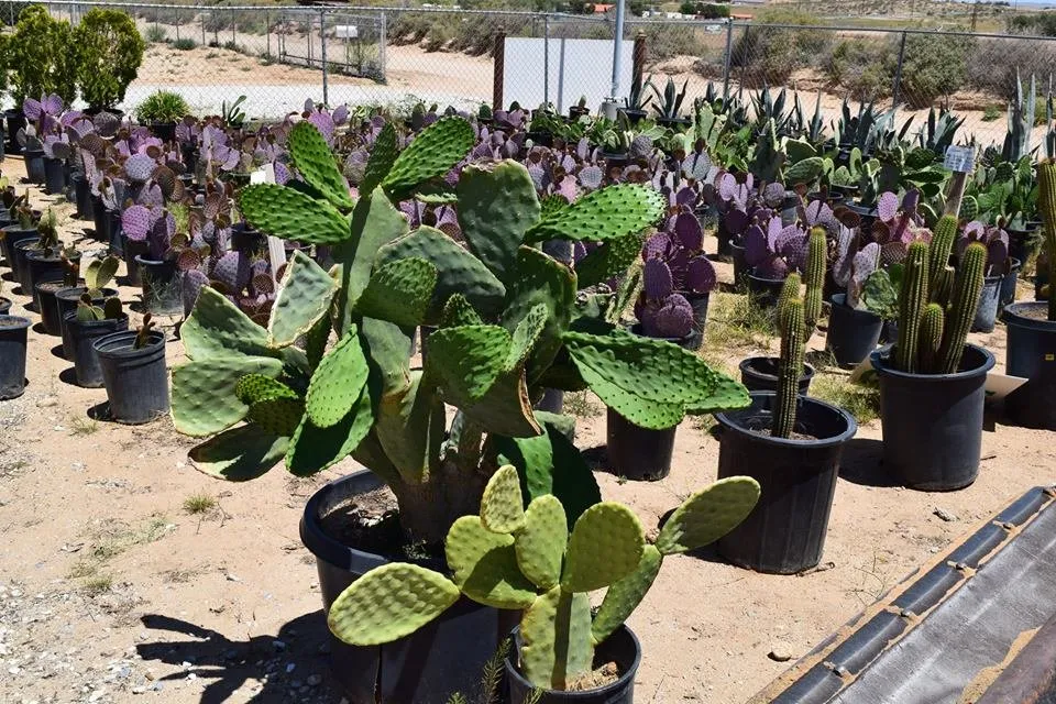 Professional landscape design in Apple Valley, CA by Palo Verde Nursery