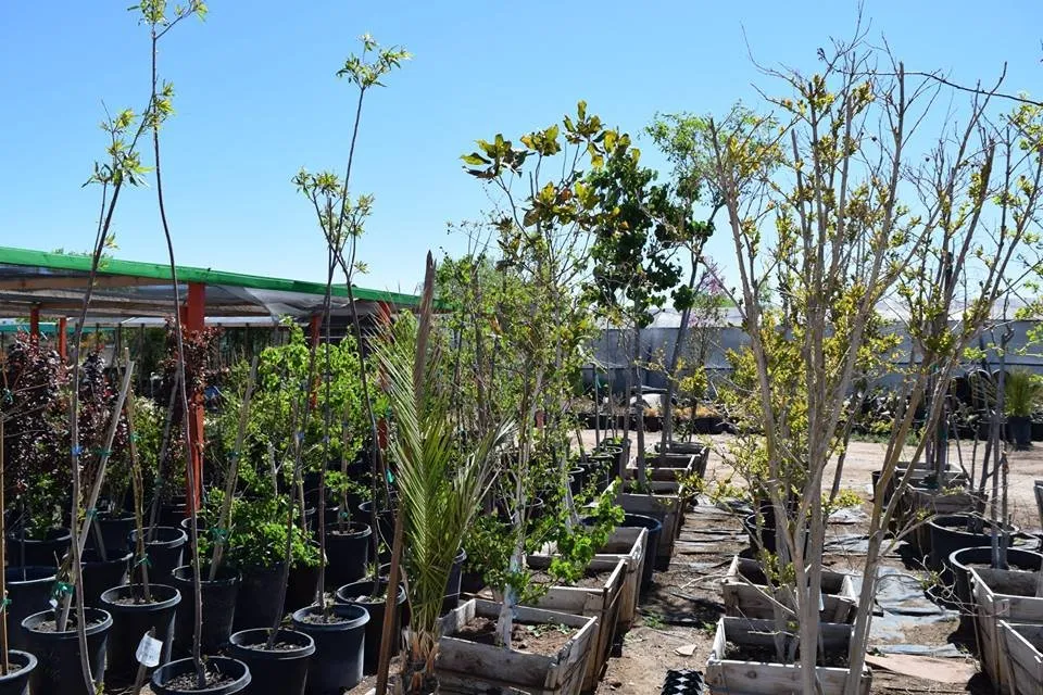 Affordable yard maintenance for residential properties in Apple Valley, CA by Palo Verde Nursery