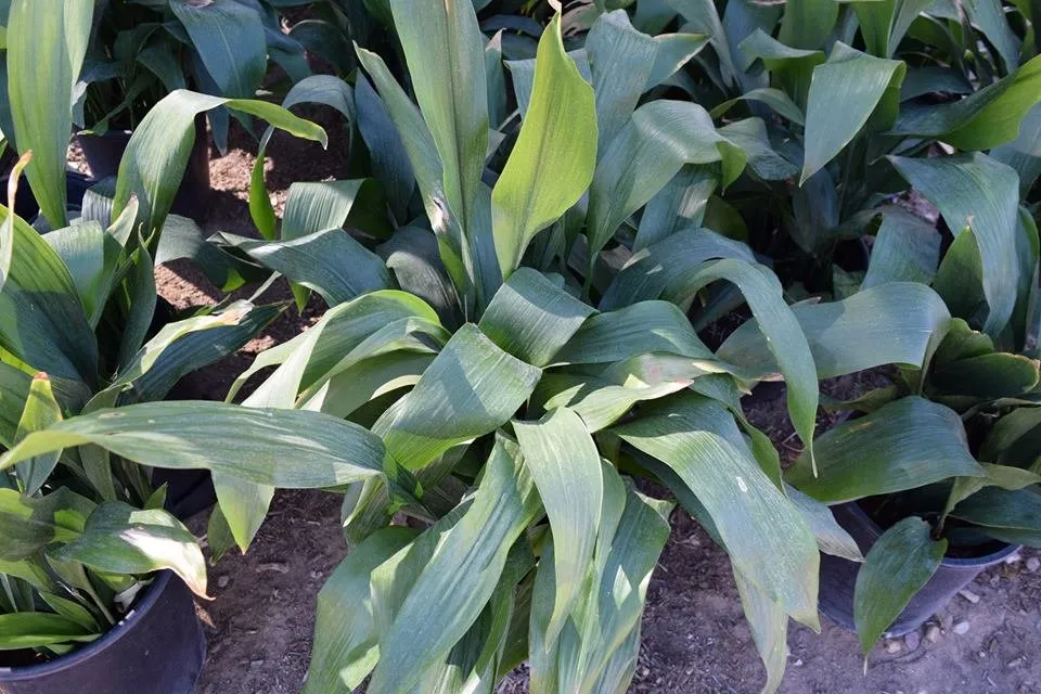 Expert landscape installation in Apple Valley, CA - Palo Verde Nursery