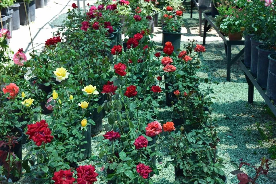 Professional lawn mowing service for year-round maintenance in Apple Valley, CA by Palo Verde Nursery