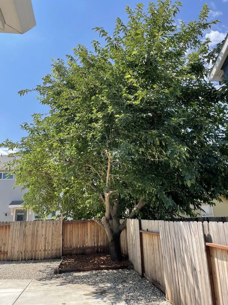 Affordable yard cleanup service in Sacramento, CA by Palomares Landscaping