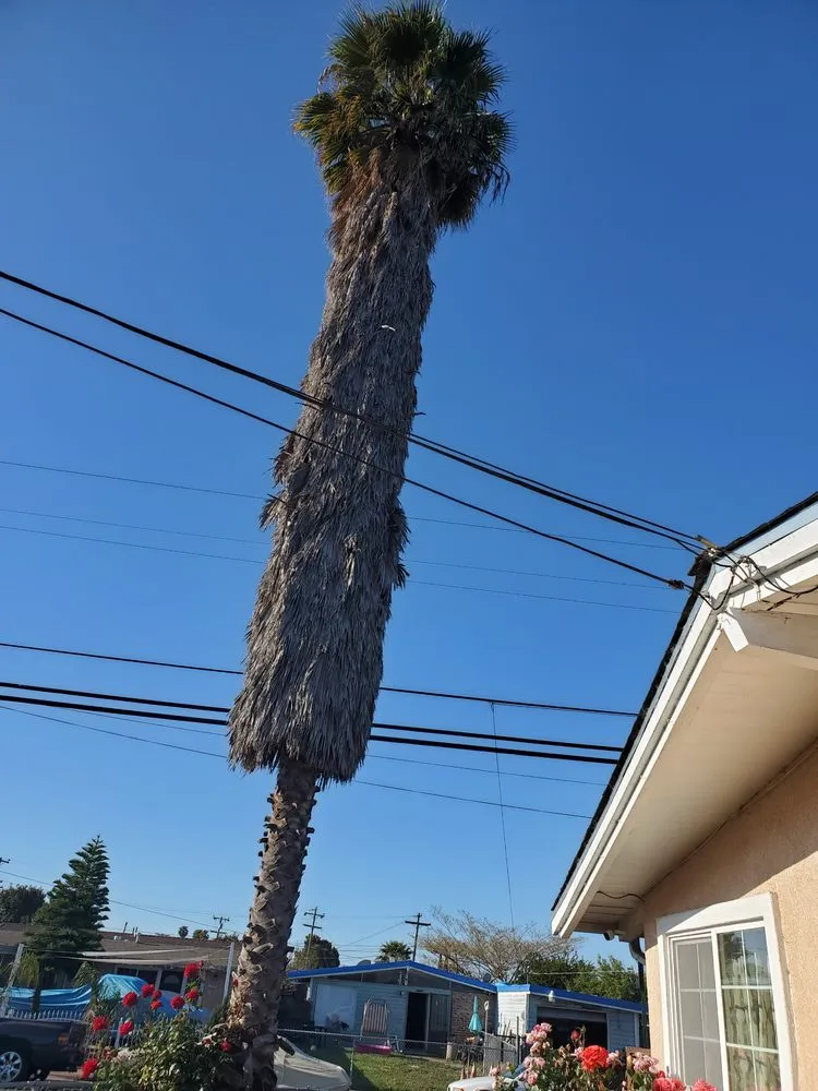 Expert landscape design in Union City, CA - Palomares Landscaping