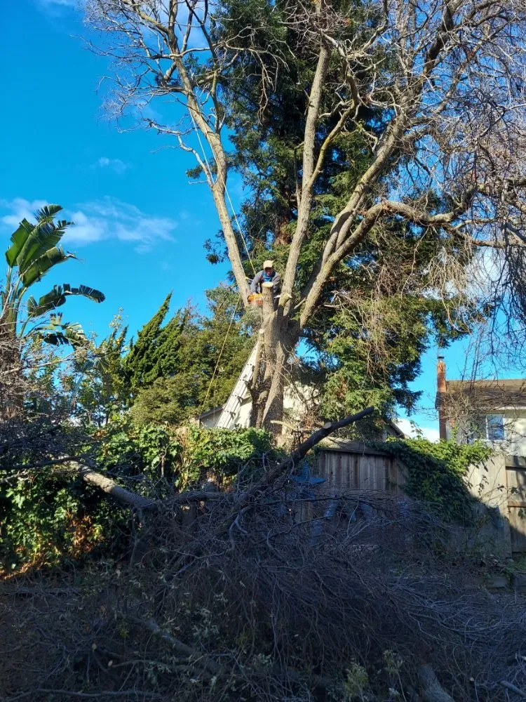 Local lawn care service in Union City, CA by Palomares Landscaping