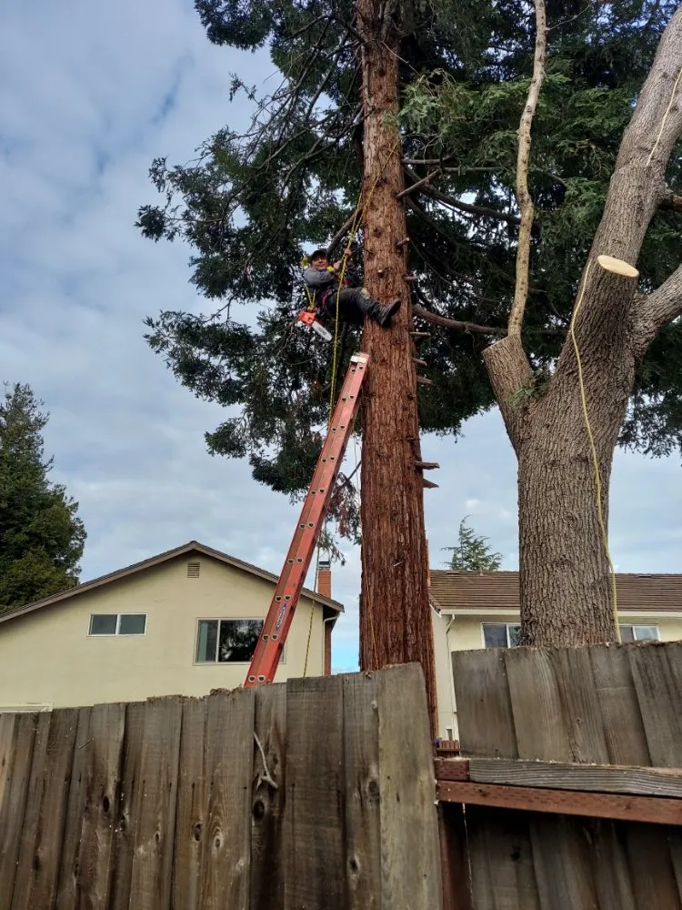 Reliable lawn mowing service for beautiful yards across Union City, CA - Palomares Landscaping