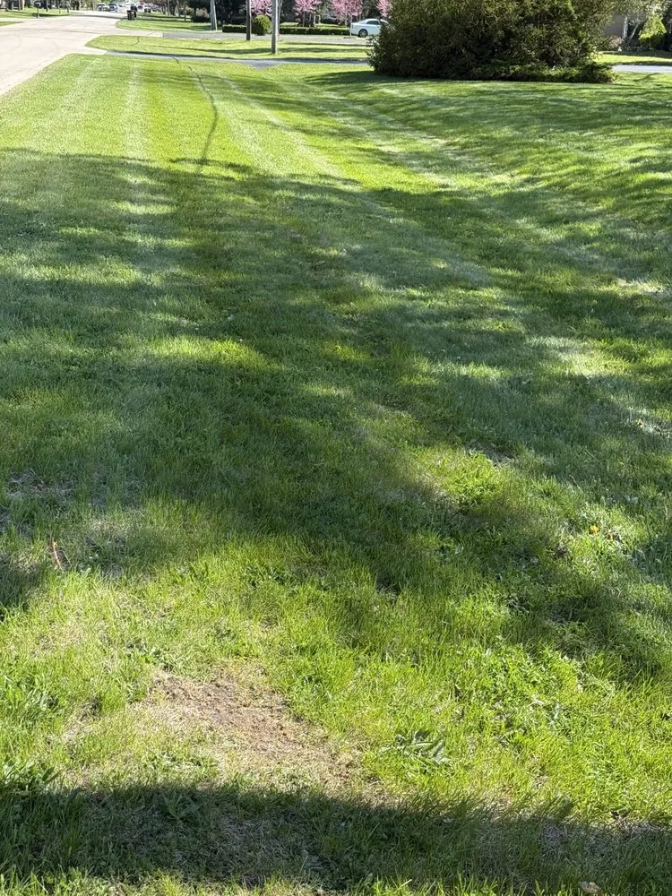 Top-rated lawn care service experts serving Harvard, IL - Palos Altos Landscaping And Design