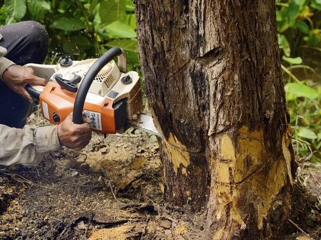 Professional landscape installation in Forest Lake, MN - Palumbo Landscaping & Services