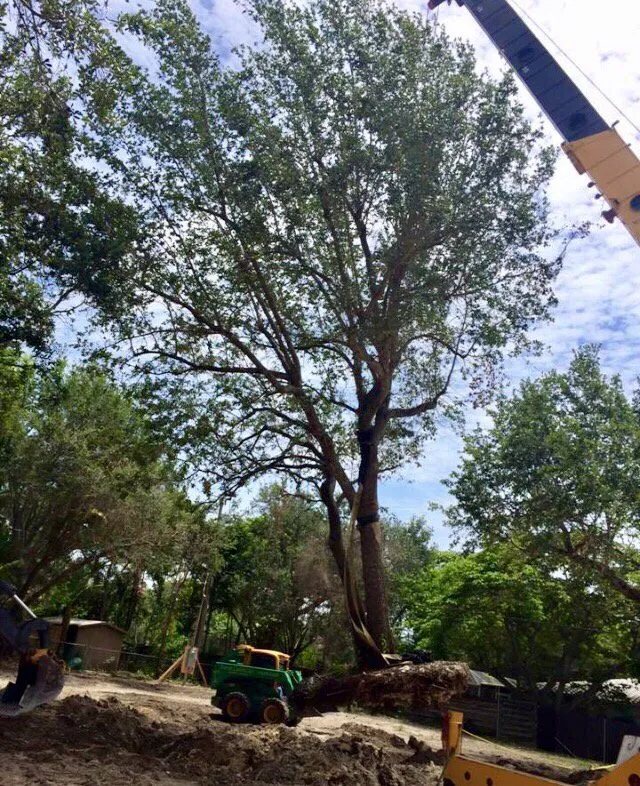 Reliable yard maintenance in Miami, FL - Pamar Landscape