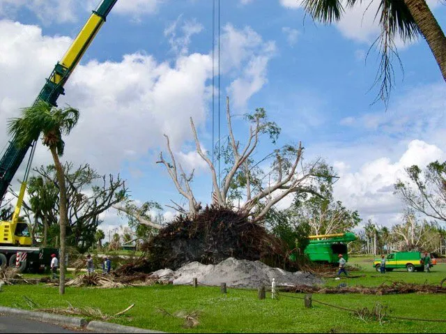Local yard cleanup service in Miami, FL - Pamar Landscape