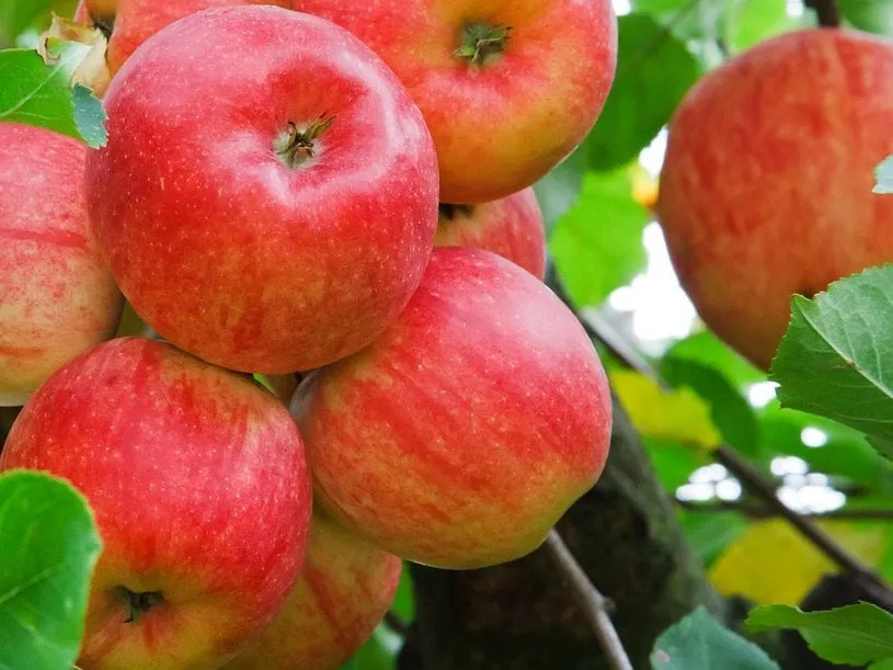 Expert garden landscaping for outdoor upgrades in Glendale, CA by Pan American Pest Control Company