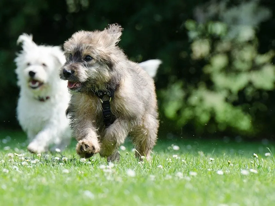 Top-rated landscape design for year-round maintenance in Glendale, CA by Pan American Pest Control Company