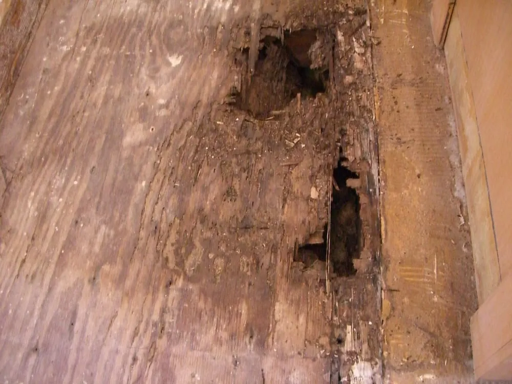 Reliable lawn care service in Glendale, CA - Pan American Pest Control Company