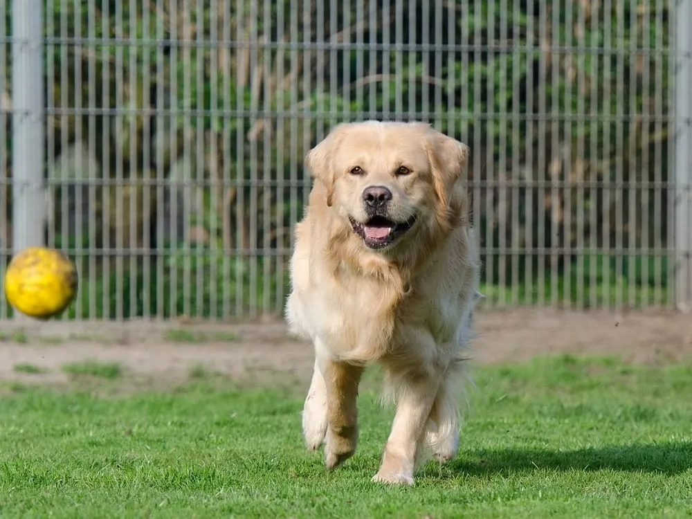 Expert lawn mowing service in Glendale, CA by Pan American Pest Control Company