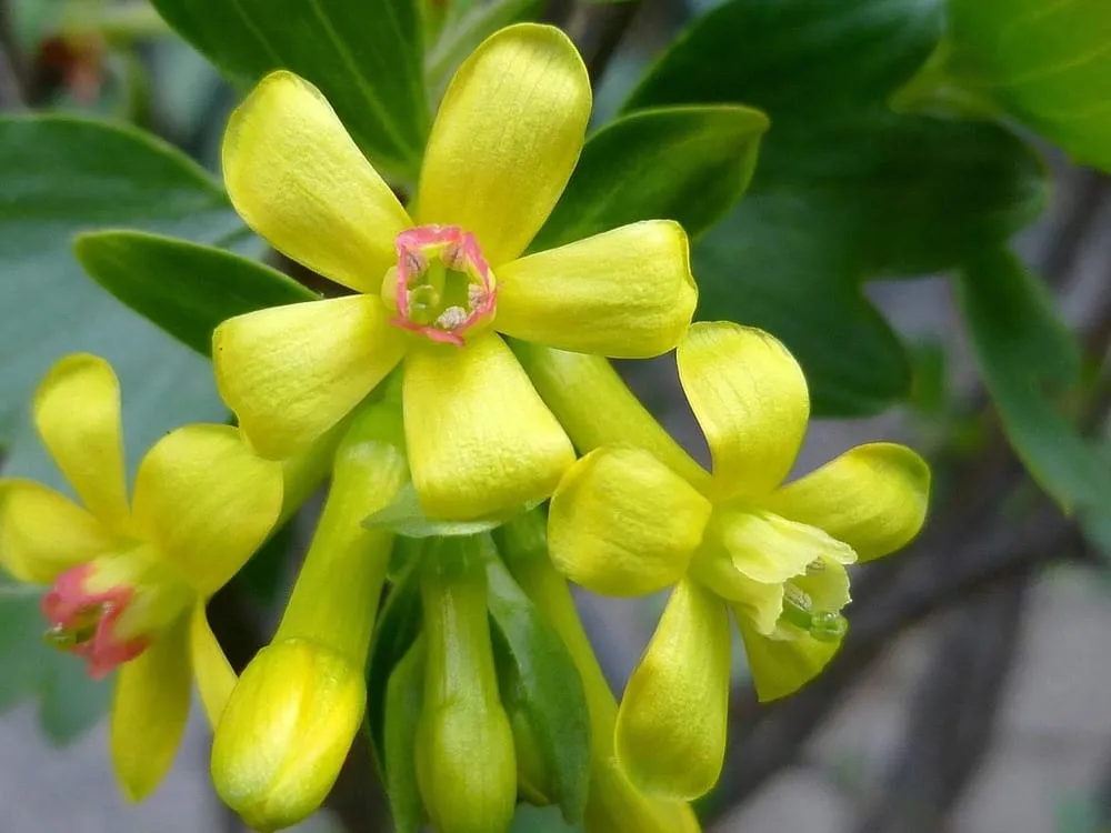 Custom yard cleanup service in Glendale, CA by Pan American Pest Control Company