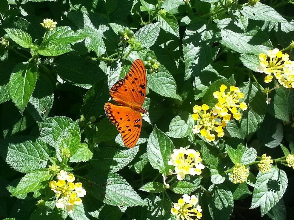 Custom landscape installation in Glendale, CA - Pan American Pest Control Company