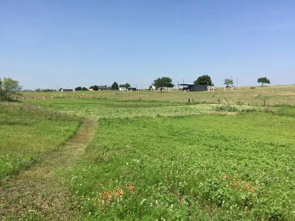 Expert landscape installation experts serving Bastrop, TX - Panacea Texas