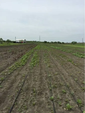 Trusted lawn mowing service in Bastrop, TX by Panacea Texas